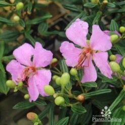 Tibouchina Chameleon 14 Tibouchina Chameleon -GARDEN Shop tib chameleon flowers 500 1