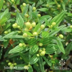 Tibouchina Chameleon 20 Tibouchina Chameleon -GARDEN Shop tib chameleon leaf 500 1