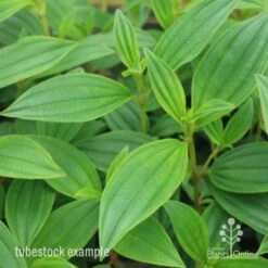 Tibouchina Illusion 32 Tibouchina Illusion -GARDEN Shop tib illusion leaf 500 1