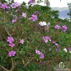 Tibouchina Chameleon 16 Tibouchina Chameleon -GARDEN Shop tibouchina chameleon 2
