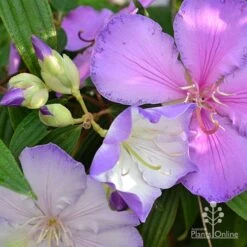 Tibouchina Illusion 19 Tibouchina Illusion -GARDEN Shop tibouchina illusion three colours