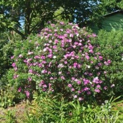 Tibouchina Chameleon 18 Tibouchina Chameleon -GARDEN Shop tibouchina mutable