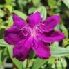 Tibouchina Purple Star -GARDEN Shop tibouchina purple star full open