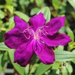Tibouchina Purple Star