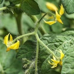 Tomato Roma - Seed 7 Tomato Roma - Seed -GARDEN Shop tomato flower 1