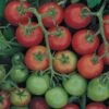 Tomato Tommy Toe - Seed 8 Tomato Tommy Toe - Seed -GARDEN Shop tomato tommy toe 500 1