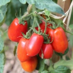 Tomato Roma - Seed