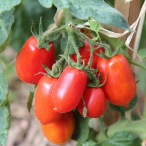 Tomato Roma - Seed 1 Tomato Roma - Seed