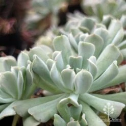 Echeveria Topsy Turvy - Succulent 12 Echeveria Topsy Turvy - Succulent -GARDEN Shop topsy echeveria