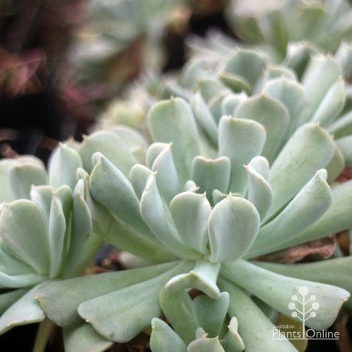 Echeveria Topsy Turvy - Succulent 3 Echeveria Topsy Turvy - Succulent - Image 3