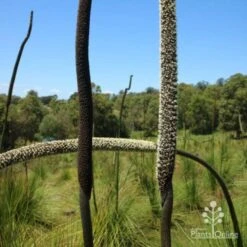 Xanthorrhoea - Grass Tree -GARDEN Shop two stages of grass tree flowerspike