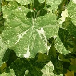 Nasturtium Alaska Salmon Variegated - Seed -GARDEN Shop variegated nasturtiums leaf