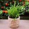 Crassula - Watchchain, Rat Tail Succulent 6 Crassula - Watchchain, Rat Tail Succulent -GARDEN Shop watchchain crassula potted 1