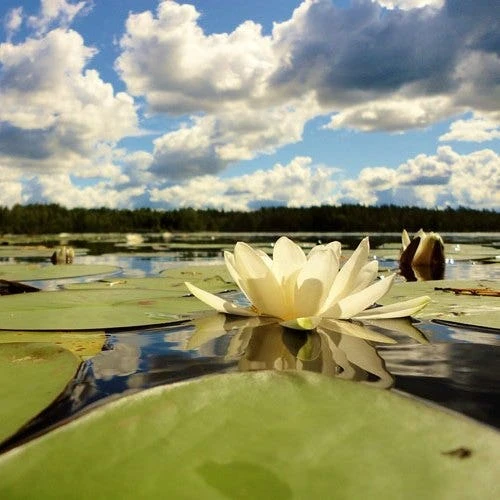 Water Lily Hermine - 1 Bulb 2 Water Lily Hermine - 1 Bulb - Image 2