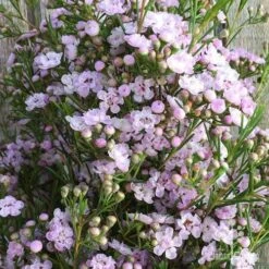 Chamelaucium Dancing Queen - Waxflower 16 Chamelaucium Dancing Queen - Waxflower -GARDEN Shop wax dancing queen pg