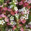 Chamelaucium MY SWEET 16™ - Waxflower -GARDEN Shop wax sweet 16 close pg