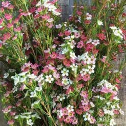 Chamelaucium MY SWEET 16™ - Waxflower -GARDEN Shop wax sweet 16 pg