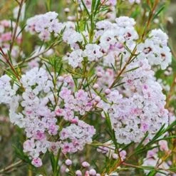 Chamelaucium Dancing Queen - Waxflower 15 Chamelaucium Dancing Queen - Waxflower -GARDEN Shop waxflower dancing queen