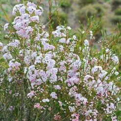 Chamelaucium Dancing Queen - Waxflower 18 Chamelaucium Dancing Queen - Waxflower -GARDEN Shop waxflower dancing queen bush