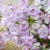 Chamelaucium Dancing Queen - Waxflower -GARDEN Shop waxflower dancing queen close