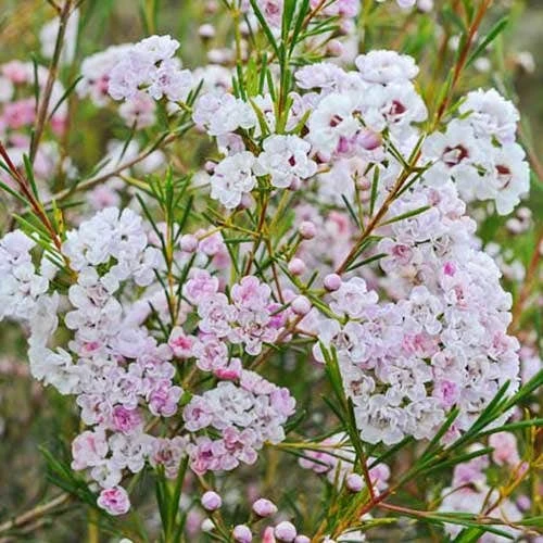 Chamelaucium Dancing Queen - Waxflower 6 Chamelaucium Dancing Queen - Waxflower - Image 6