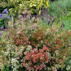 Chamelaucium MY SWEET 16™ - Waxflower -GARDEN Shop waxflower my sweet 16