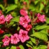 Weigela Eva Rathke -GARDEN Shop weigela for eva rathke
