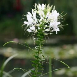 Cleome - Spider Flower - Seed -GARDEN Shop white cleome