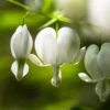 Dicentra Alba - Bleeding Heart - 75mm BIGGER Size -GARDEN Shop white dicentra flowers 1