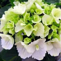 Hydrangea White -GARDEN Shop white hydrangea 500