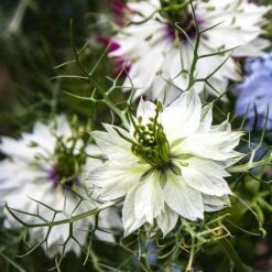 Nigella Miss Jekyll White - Love In A Mist - Seed 6 Nigella Miss Jekyll White - Love In A Mist - Seed -GARDEN Shop white nigella