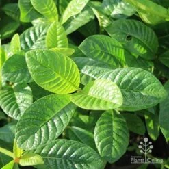 Gardenia White Star -GARDEN Shop white star leaves