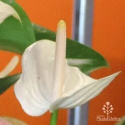 Anthurium White Winner -GARDEN Shop white winner mature spadix coour