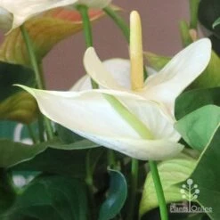 Anthurium White Winner -GARDEN Shop white winner new spadix colour