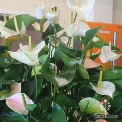 Anthurium White Winner -GARDEN Shop white winner plant flowering