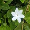 Gardenia White Star 12 Gardenia White Star -GARDEN Shop white star 1 2