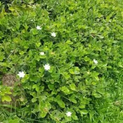 Gardenia White Star -GARDEN Shop white star 2 2