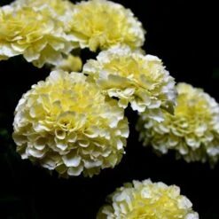 Marigold Kilimanjaro White - Seed -GARDEN Shop white tagetes
