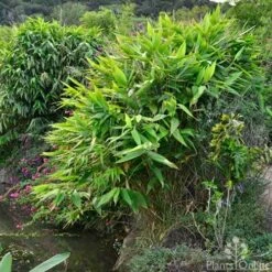 Tiger Grass - Thysanolaena 8 Tiger Grass - Thysanolaena -GARDEN Shop whole plant 4