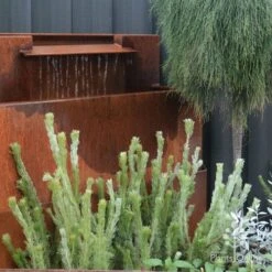 Adenanthos - Woolly Bush