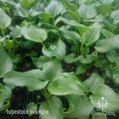 Philodendron Xanadu -GARDEN Shop xanadu tubestock