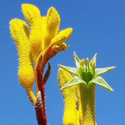 Anigozanthos Yellow Gem - Kangaroo Paw 3 Anigozanthos Yellow Gem - Kangaroo Paw - Image 3