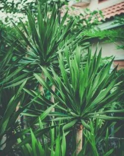 Yucca Elephantipes - Soft-tip Yucca -GARDEN Shop yucca clump small
