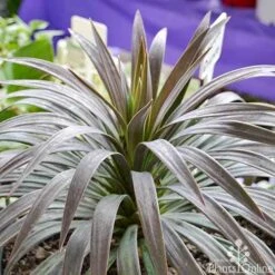 Yucca Desmetiana -GARDEN Shop yucca desmentiana plant