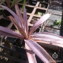 Yucca Desmetiana -GARDEN Shop yucca desmet