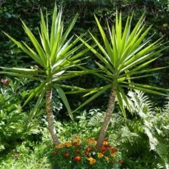 Yucca Elephantipes - Soft-tip Yucca -GARDEN Shop yucca gigantea 1
