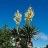 Yucca Elephantipes - Soft-tip Yucca -GARDEN Shop yucca pair flowering