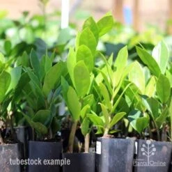 Zamioculcas Zanzibar Gem - ZZ Plant -GARDEN Shop zamioculcas tubes