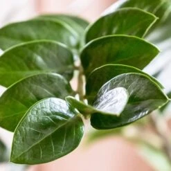 Zamioculcas Zanzibar Gem - ZZ Plant -GARDEN Shop zanzibar leaf closeup