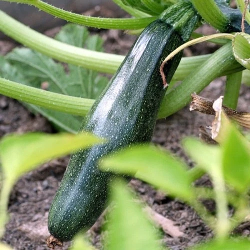 Zucchini Black Beauty Organic - Seed 2 Zucchini Black Beauty Organic - Seed - Image 2
